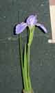 花しょうぶ