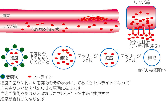 解毒リンパ図